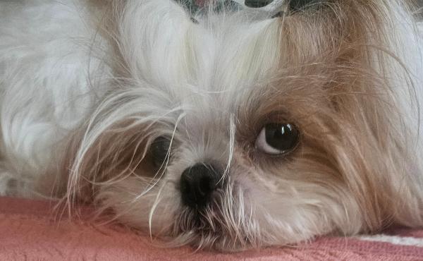Em meio a caos na saúde, prefeito reinaugurará hospital veterinário em Cotia