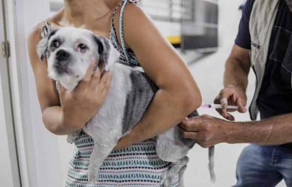 Nessa quarta-feira (14) tem vacinação antirrábica para cães e gatos