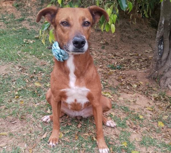 Sábado (6/09) é dia de Feira de Adoção de Cães no Jardim Sabiá