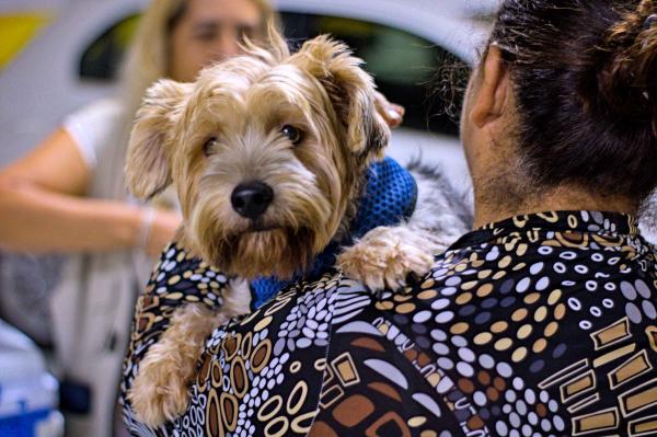  Quinta-feira, 25, Cotia terá ação de vacinação antirrábica para cães e gatos no Jd. Sandra