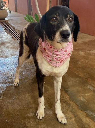 Sábado (8/11) acontece mais uma edição da Feira de Adoção de Animais no Jd. Sabiá