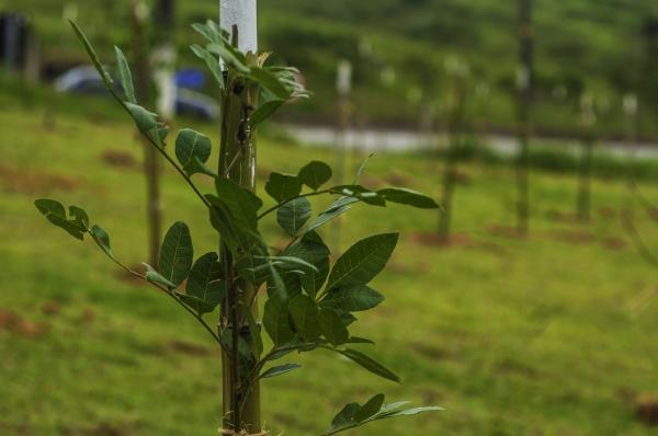SMAA realiza Pedágio Ambiental em Caucaia, Cotia e no Parque São George