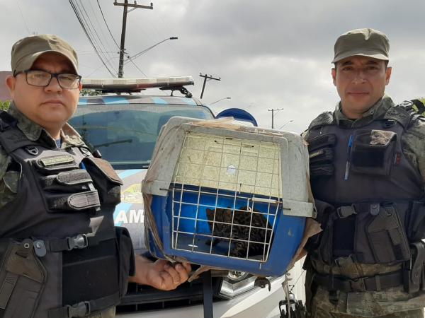 Guarda Ambiental resgata cachorro do mato e filhote de jaguatirica