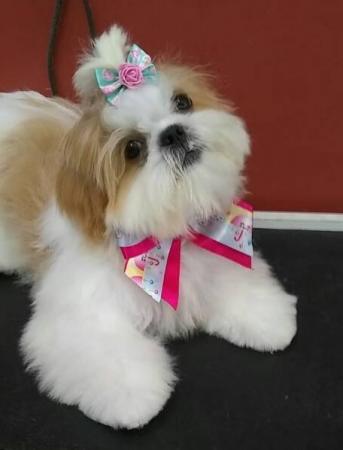 Shih tzu: uma raça de cão super indicada para apartamentos