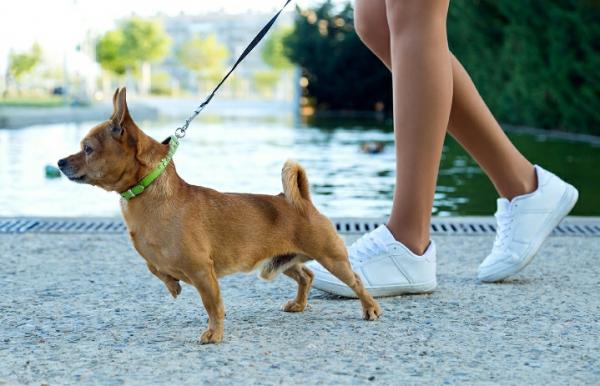 Prefeitura abre inscrição para Campanha de Castração de Cães e Gatos   