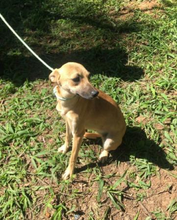Cotia terá Evento de Adoção de Animais no próximo sábado (13/11)