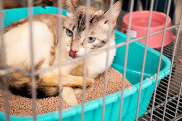 Prefeitura realiza Feira de Adoção de Cães e Gatos no Jd. Santo Estevão